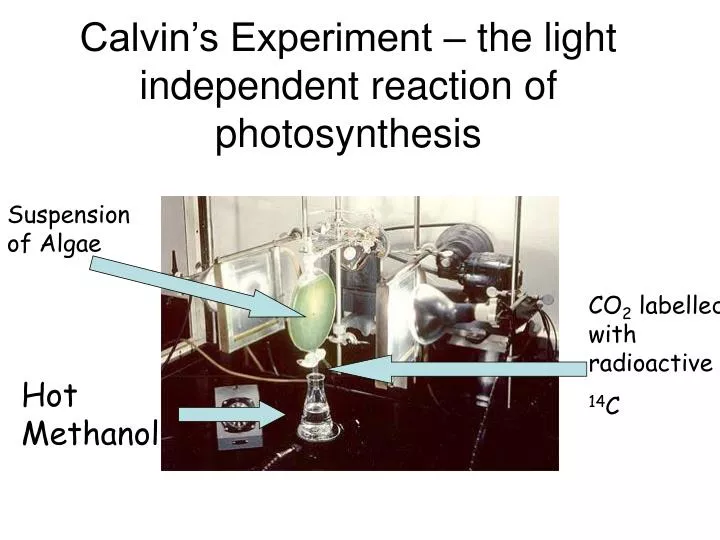 calvin s experiment the light independent reaction of photosynthesis