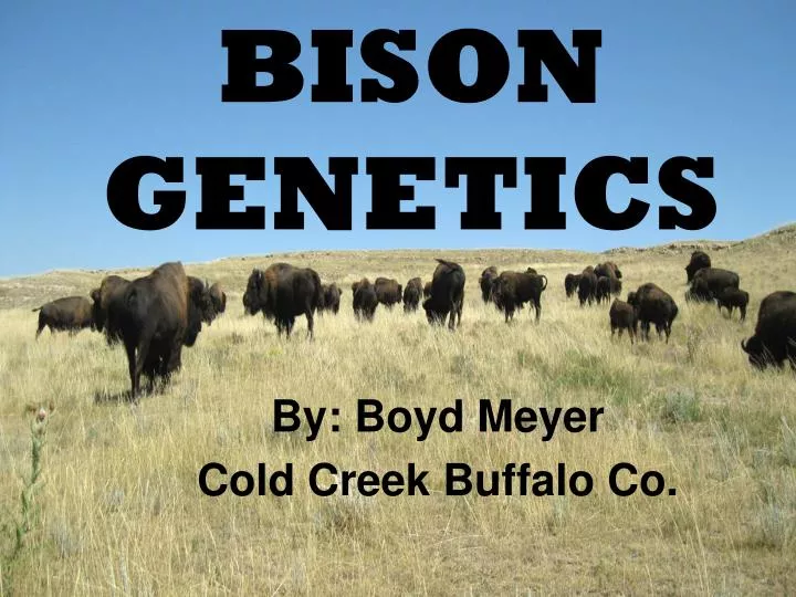 bison genetics