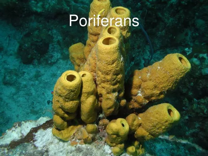 poriferans