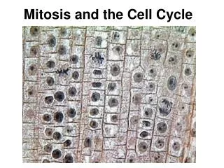 Mitosis and the Cell Cycle