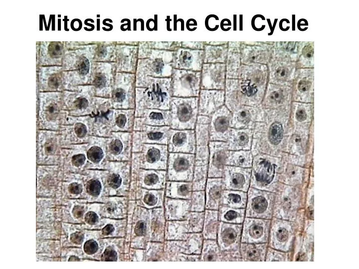 mitosis and the cell cycle