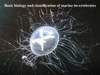 Basic biology and classification of marine invertebrates