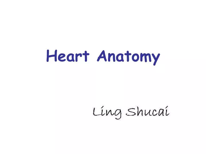 heart anatomy
