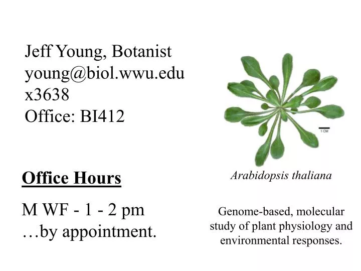 jeff young botanist young@biol wwu edu x3638 office bi412