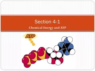 section 4 1