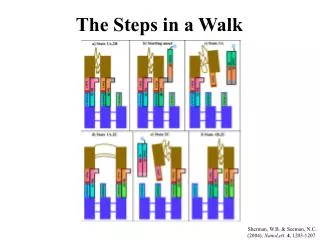 The Steps in a Walk