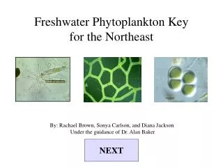 Freshwater Phytoplankton Key for the Northeast