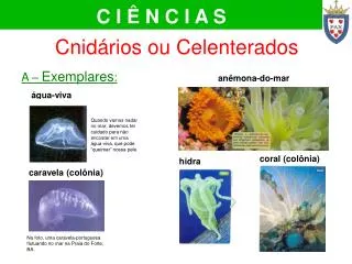 c i n c i a s