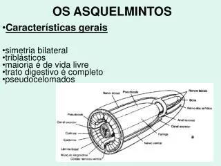 os asquelmintos