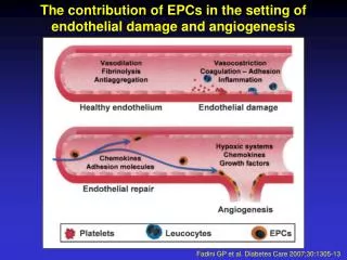 The contribution of EPCs in the setting of endothelial damage and angiogenesis