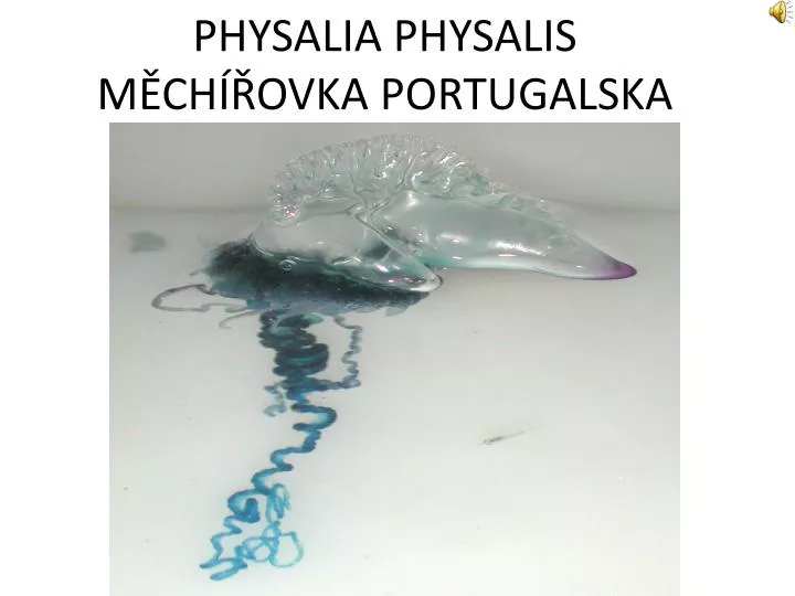 physalia physalis m ch ovka portugalska
