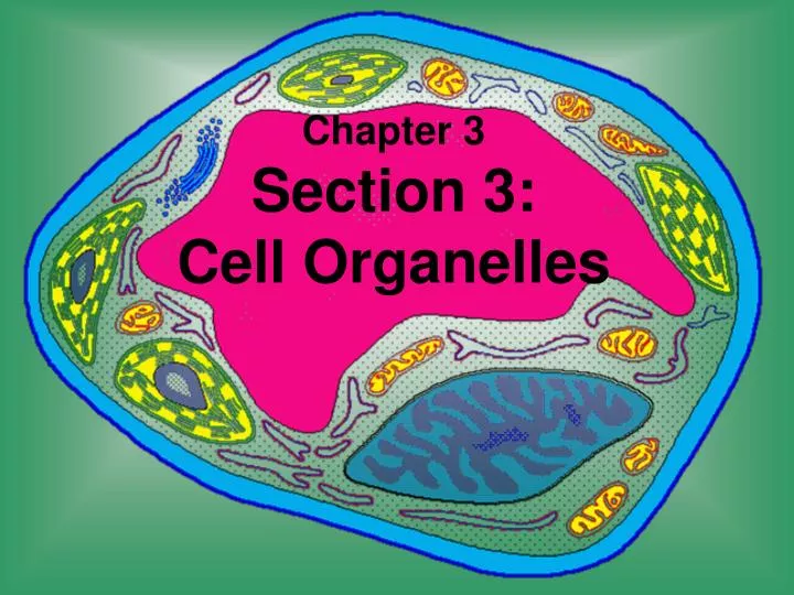 chapter 3 section 3 cell organelles