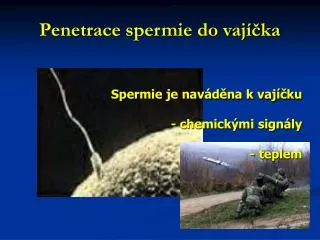 penetrace spermie do vaj ka