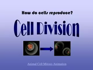 Cell Division