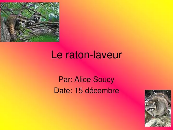 le raton laveur