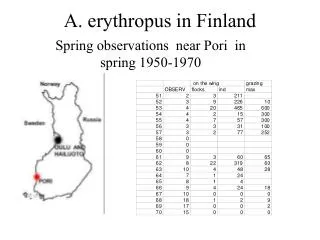 A. erythropus in Finland