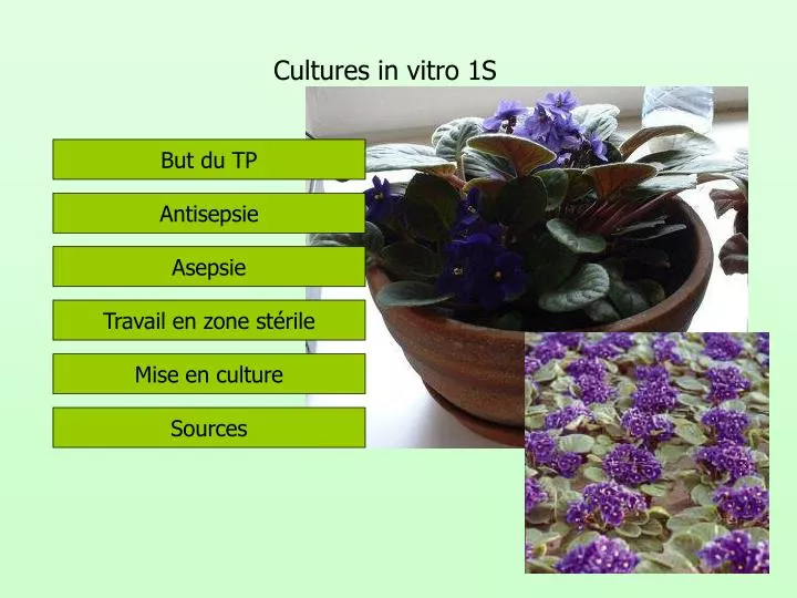 cultures in vitro 1s