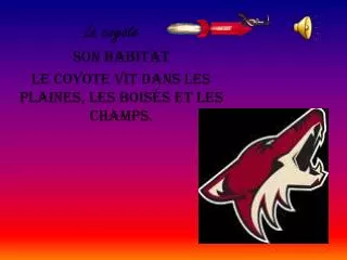 le coyote