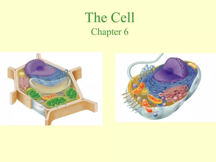 the cell chapter 6