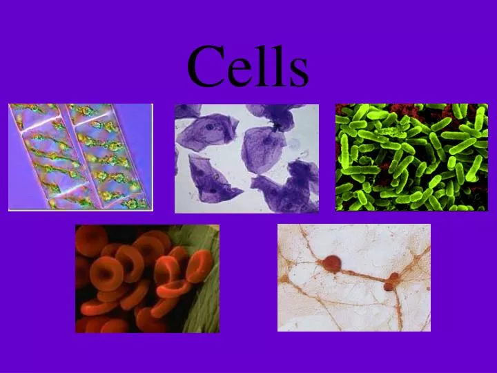 cells