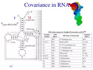 Covariance in RNA