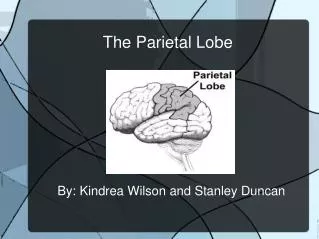 The Parietal Lobe