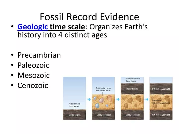 fossil record evidence