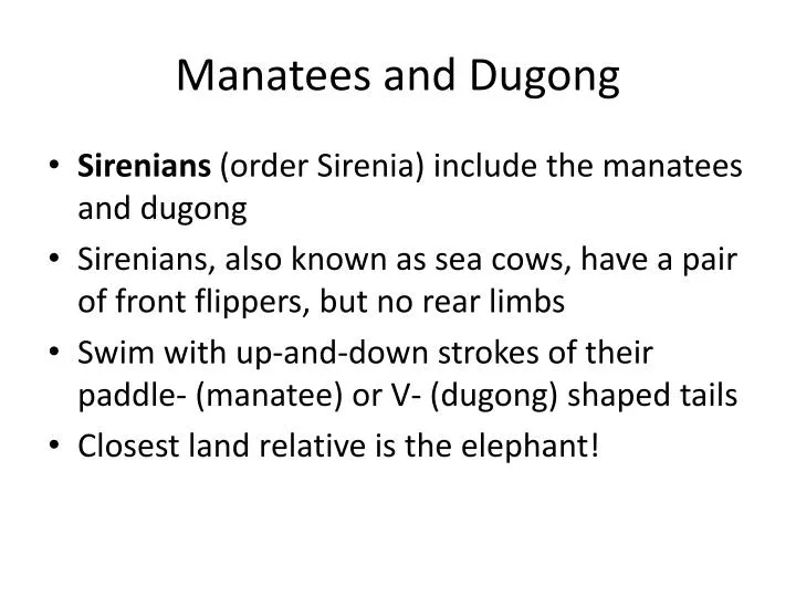 manatees and dugong