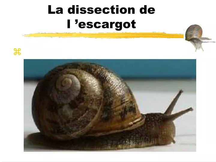 la dissection de l escargot