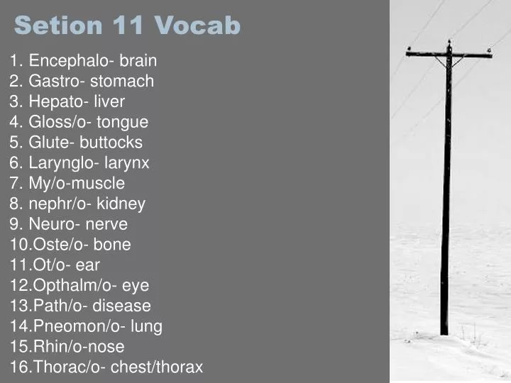 setion 11 vocab