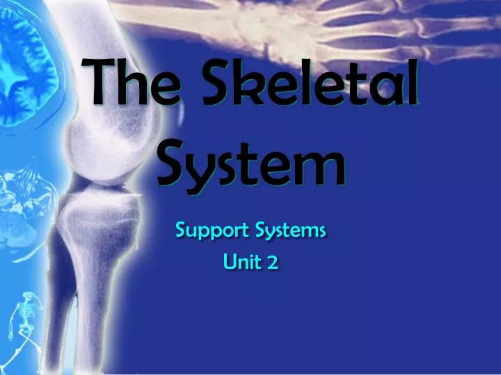 the skeletal system