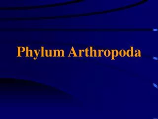 phylum arthropoda
