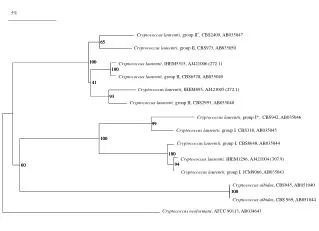 C ryptococcus laurentii, group II * , C BS2409 , AB035047