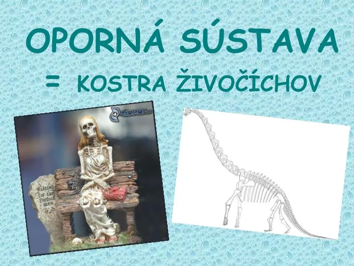 oporn s stava kostra ivo chov