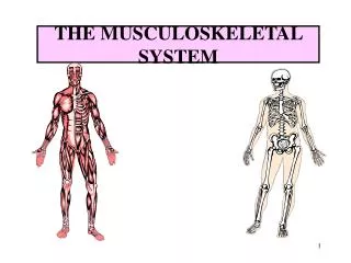 THE MUSCULOSKELETAL SYSTEM