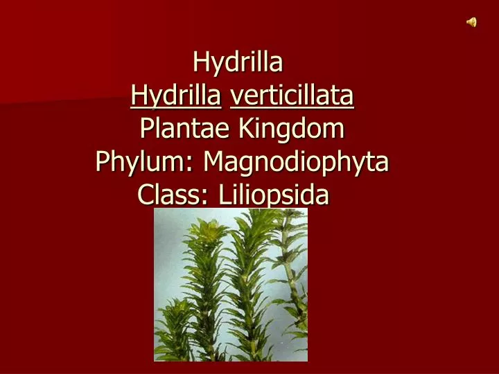 hydrilla hydrilla verticillata plantae kingdom phylum magnodiophyta class liliopsida