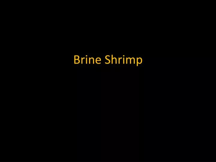 brine shrimp