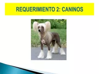 requerimiento 2 caninos