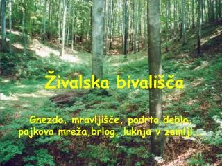 ivalska bivali a