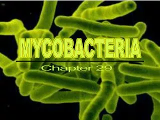 MYCOBACTERIA