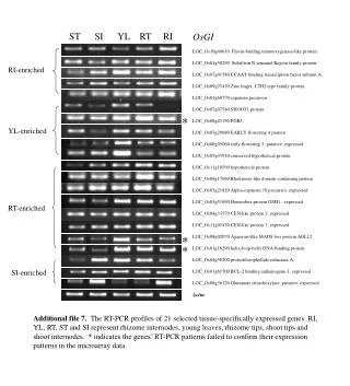 LOC_Os10g40610 Flavin-binding monooxygenase-like protein