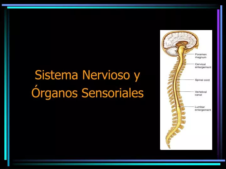 sistema nervioso y rganos sensoriales