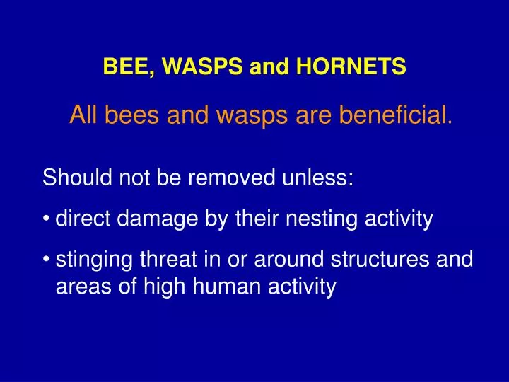 bee wasps and hornets