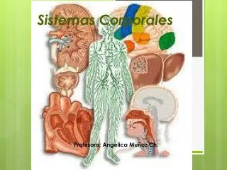sistemas corporales