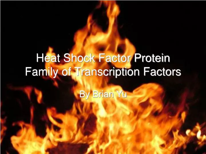 heat shock factor protein family of transcription factors