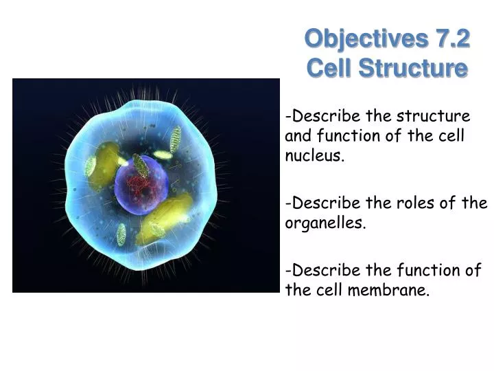 objectives 7 2 cell structure