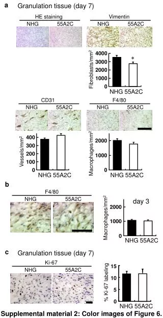 Supplemental material 2: Color images of Figure 6.