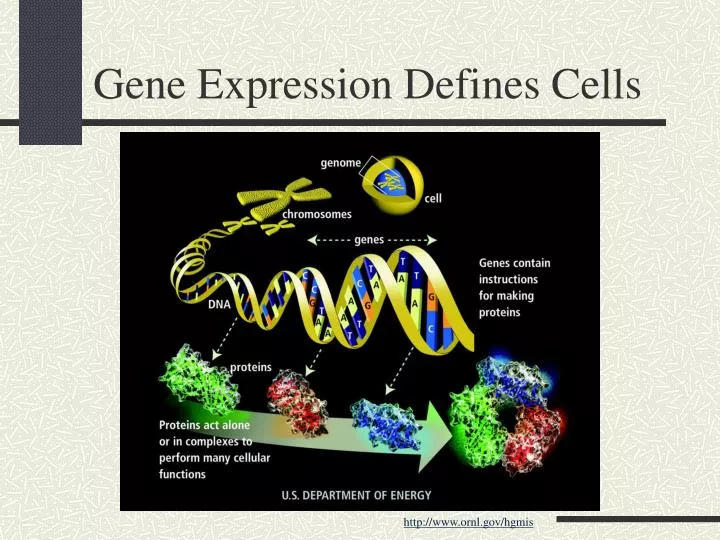 gene expression defines cells