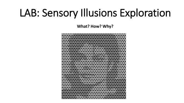 lab sensory illusions e xploration