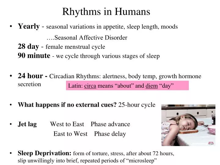 rhythms in humans